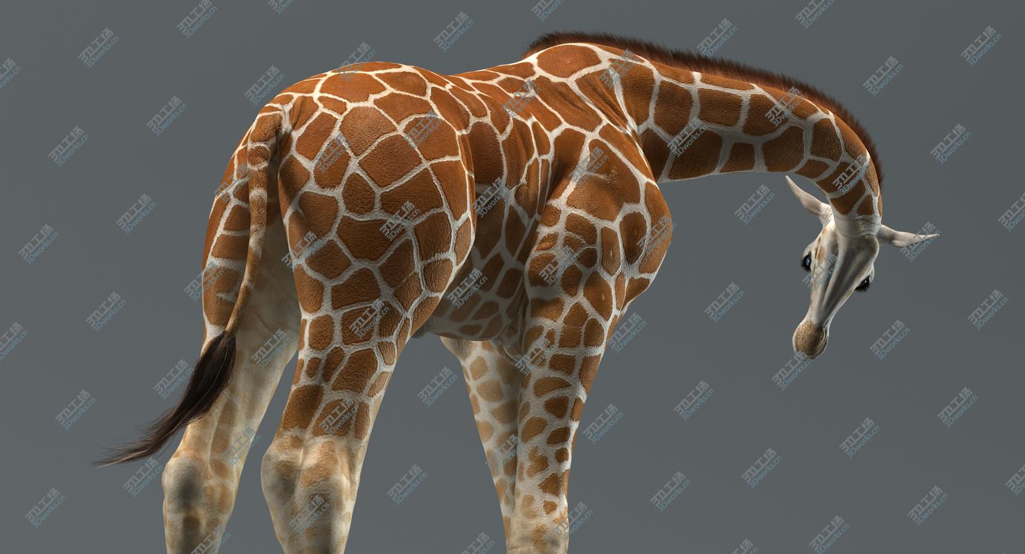 images/goods_img/202104021/3D Giraffe (Rigged) model/2.jpg